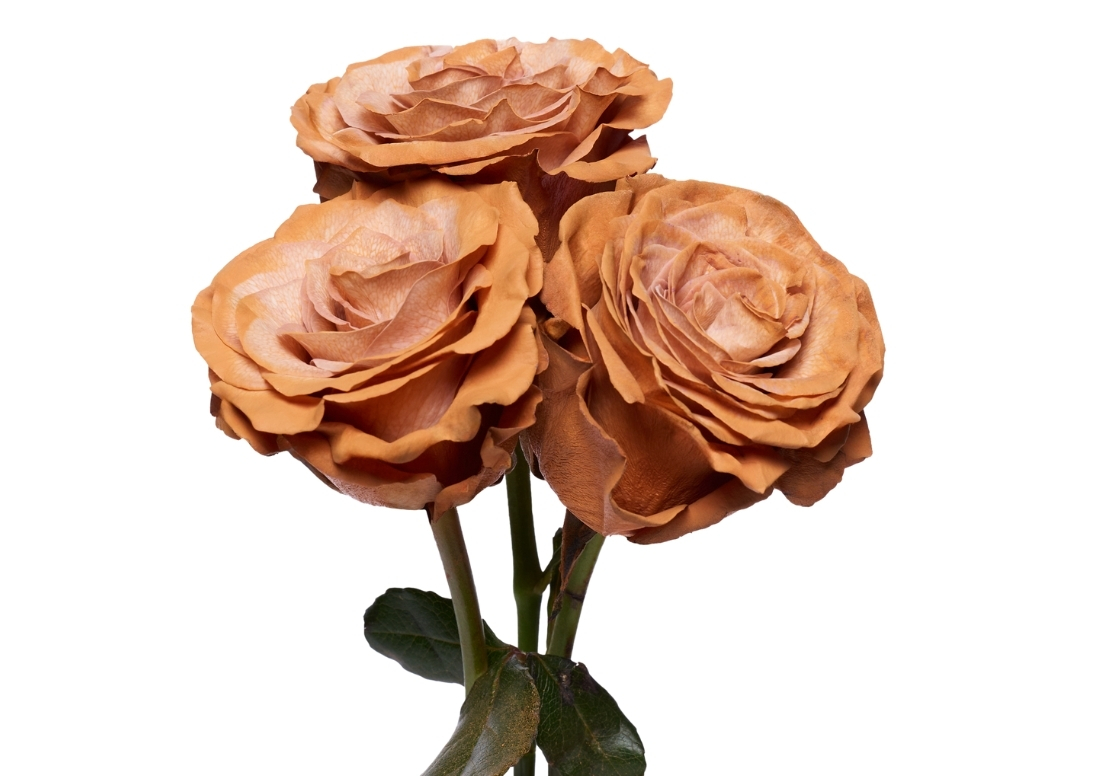 Latte Macchiatto stems1