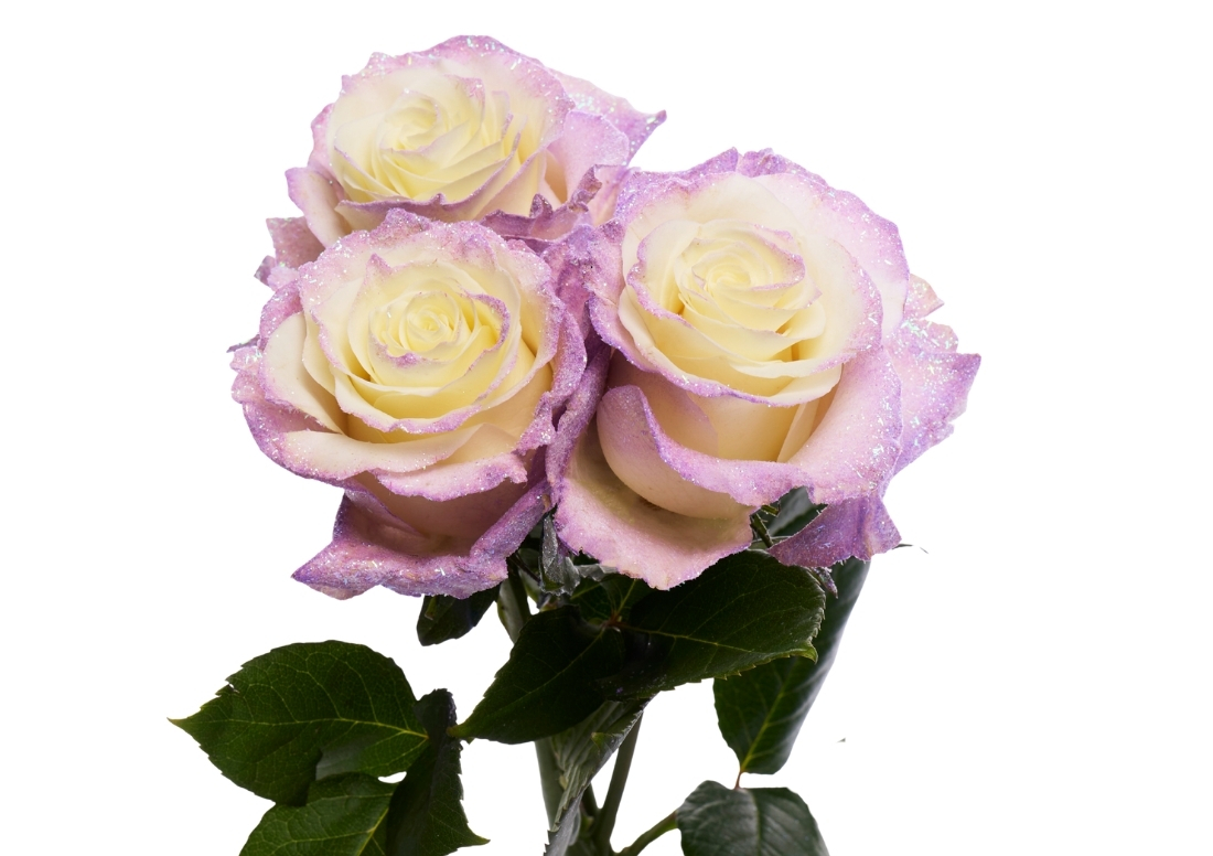 Lavender Diamond stems1