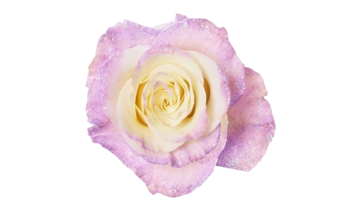 Lavender Diamond bunch1