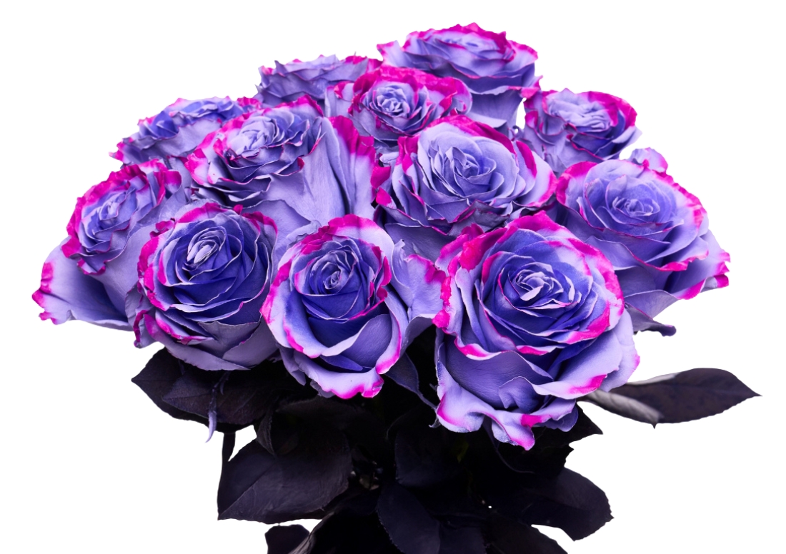 Lavender Edge bunch1