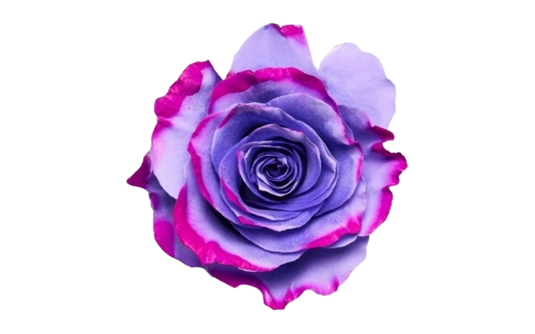 Lavender Edge bunch1