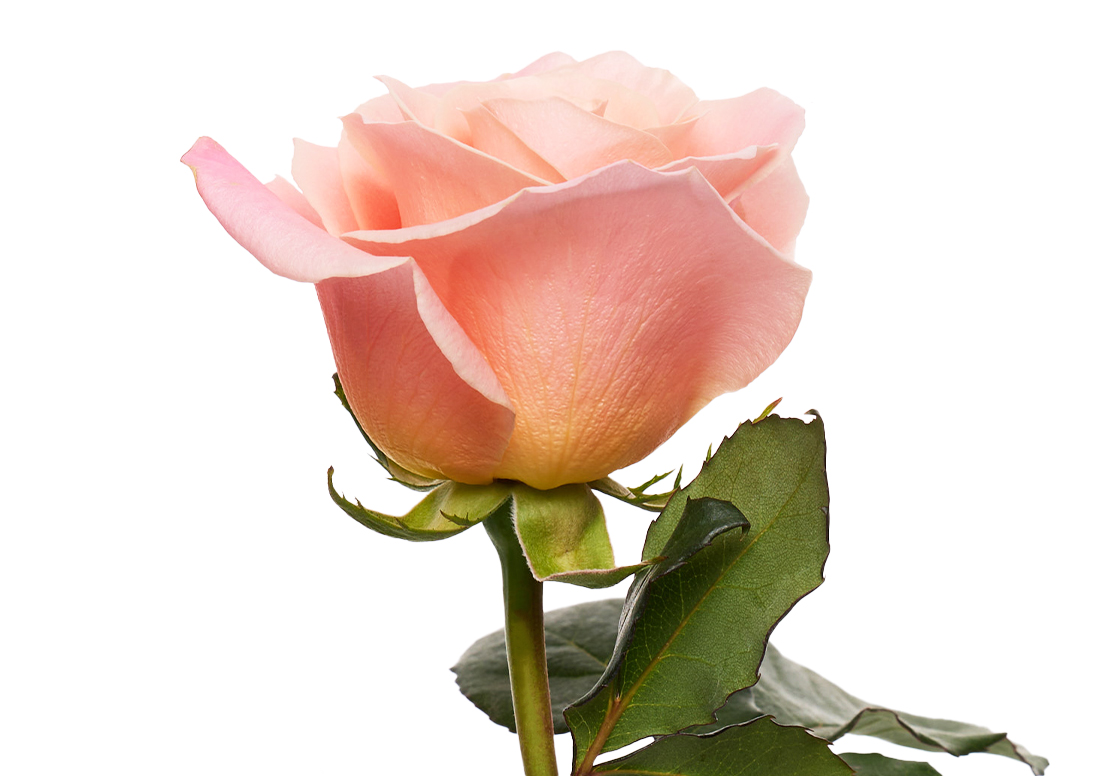 Miss-Piggy_1-1100x776