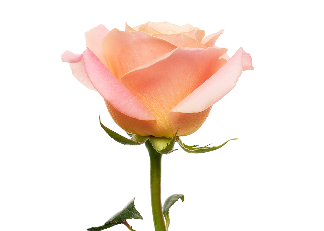 Miss-Piggy_2-1100x776