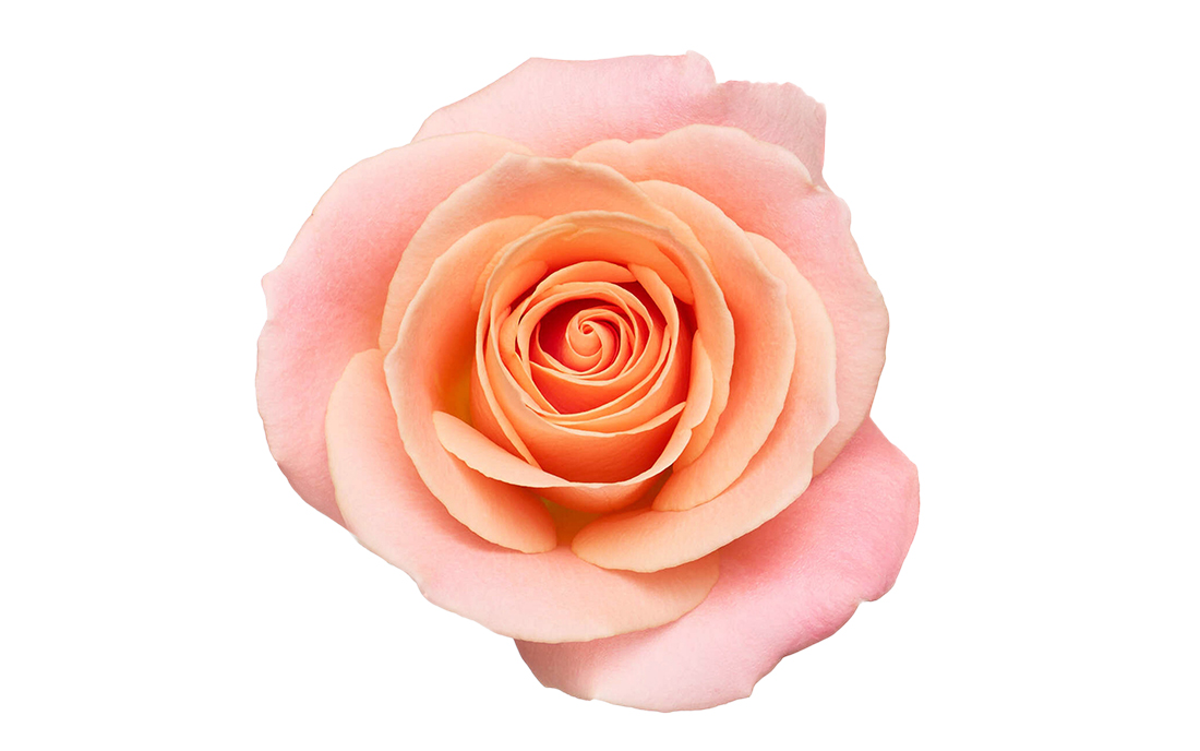 Miss-Piggy_2-1100x776