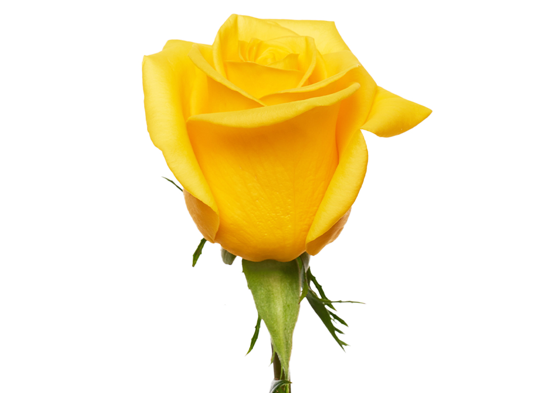 Momentum_1-2-1100x776