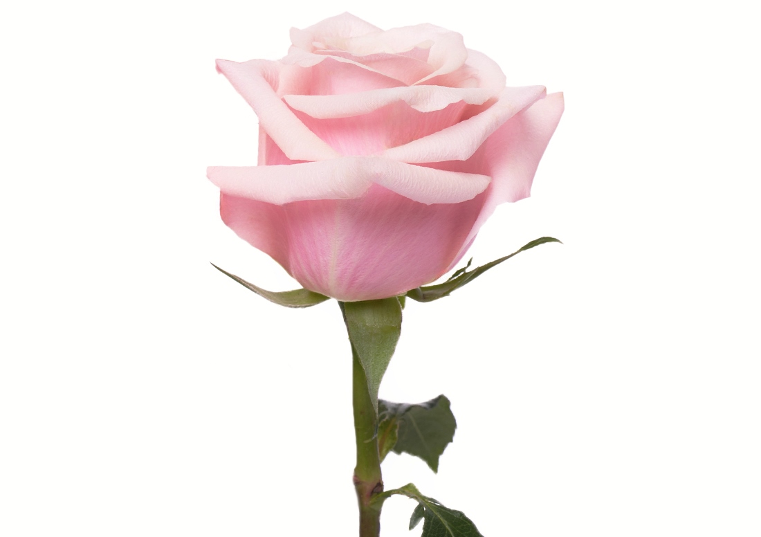 Mother-of-Pearl_1-1100x776