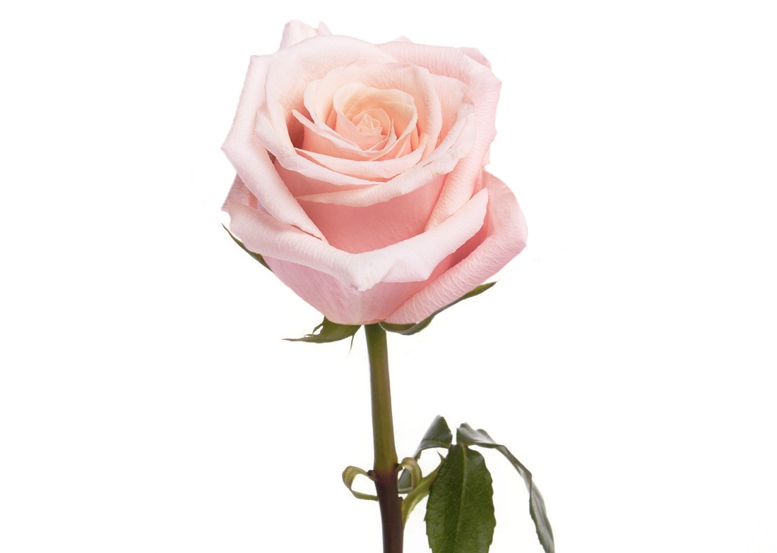 Mother-of-Pearl_2-1100x776