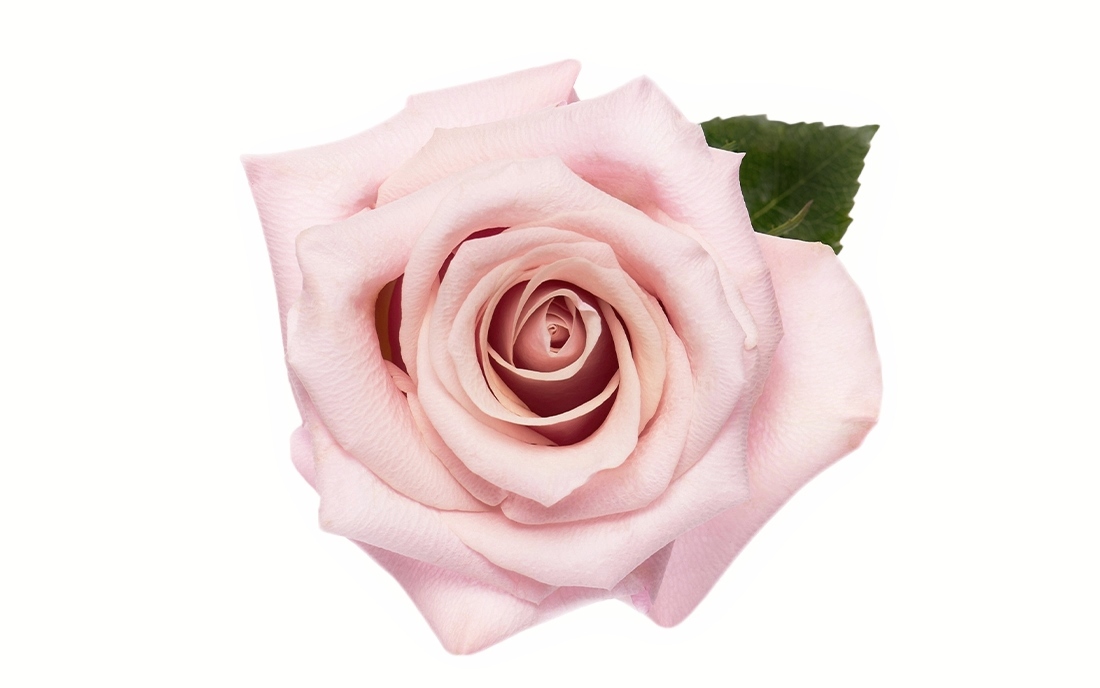 Mother-of-Pearl_2-1100x776