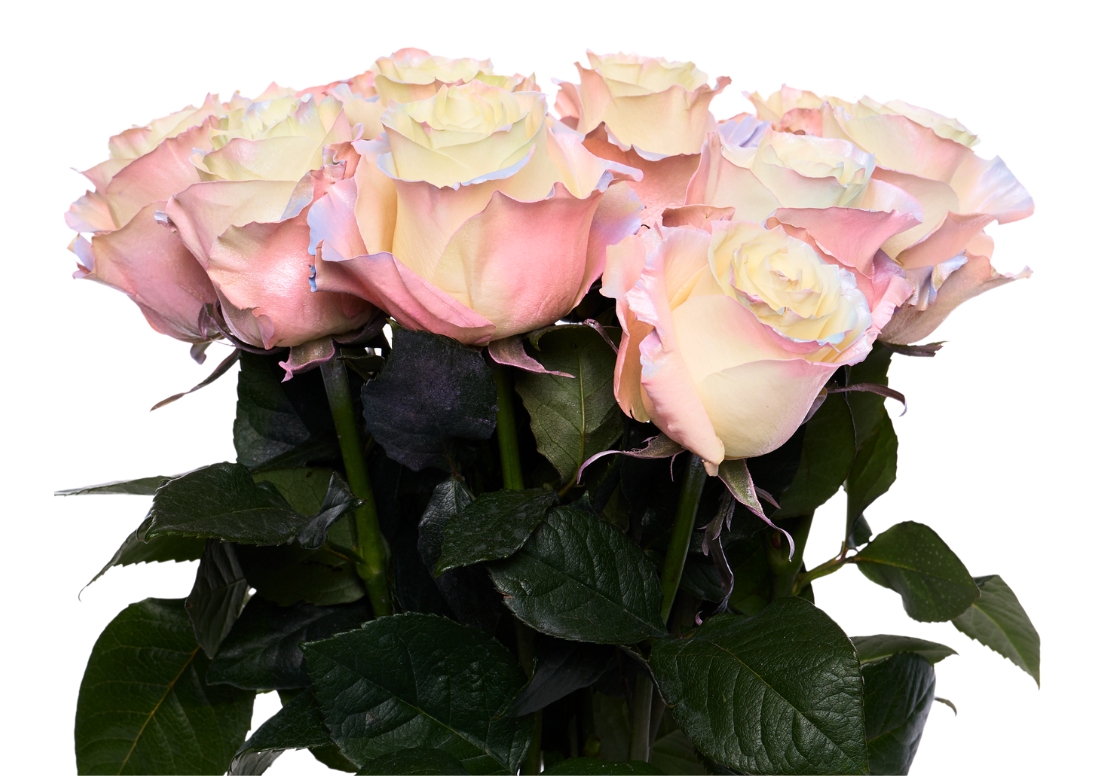 Pearl Aurora Boreal bunch1