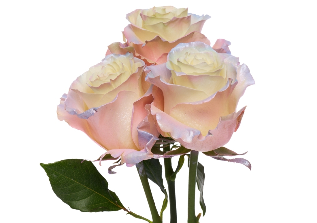 Pearl Aurora Boreal stems1