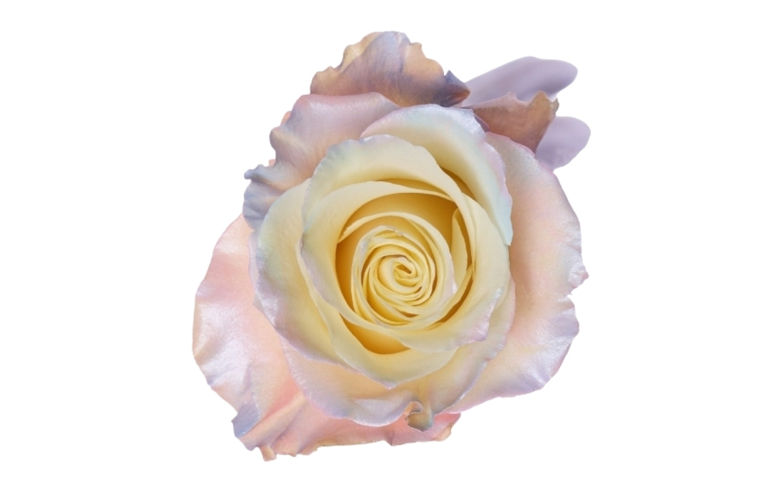 Pearl Aurora Boreal bunch1