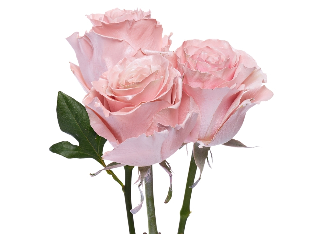 Pearl Rose Gold stems1