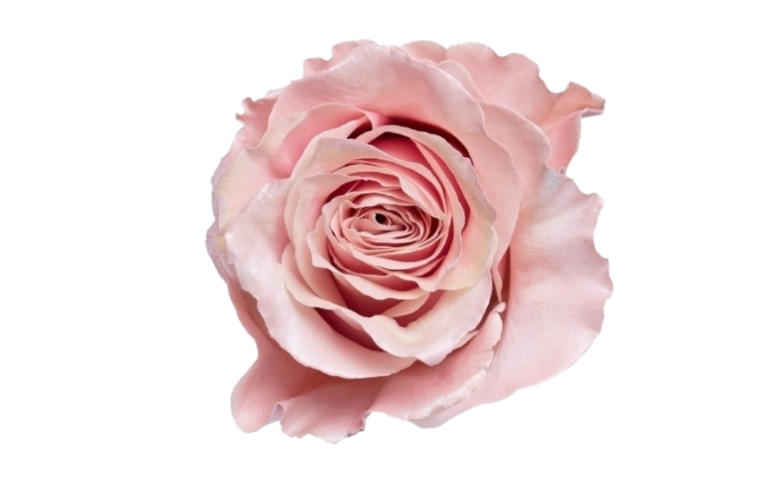 Pearl Rose Gold bunch1