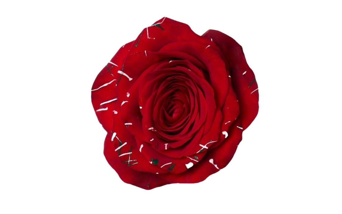 Picasso Christmas 1 bunch1