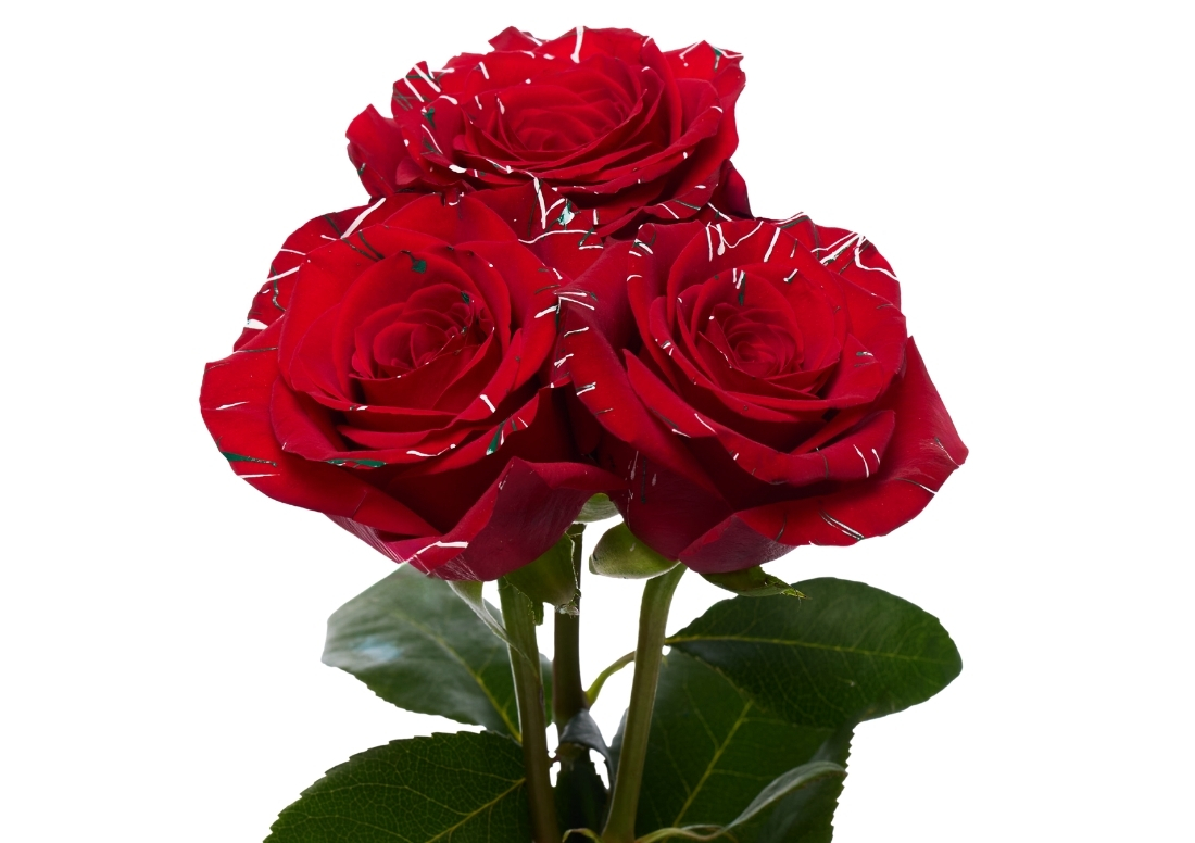 Picasso Christmas 1 stems1