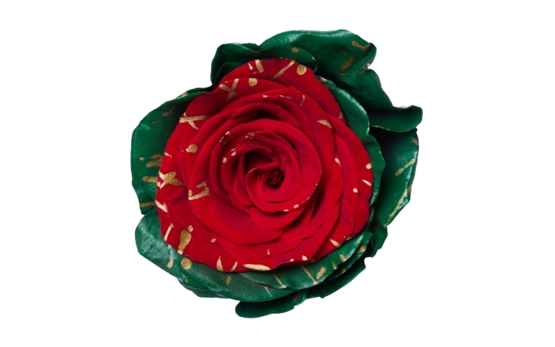 Picasso Christmas 2 bunch1