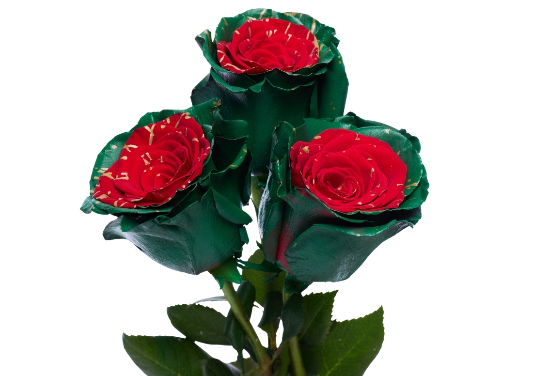 Picasso Christmas 2 stems1