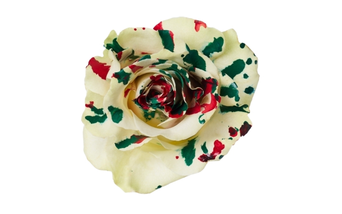 Picasso Christmas 3 bunch1