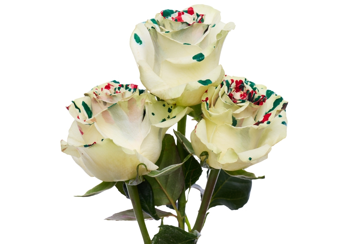 Picasso Christmas 3 stems1