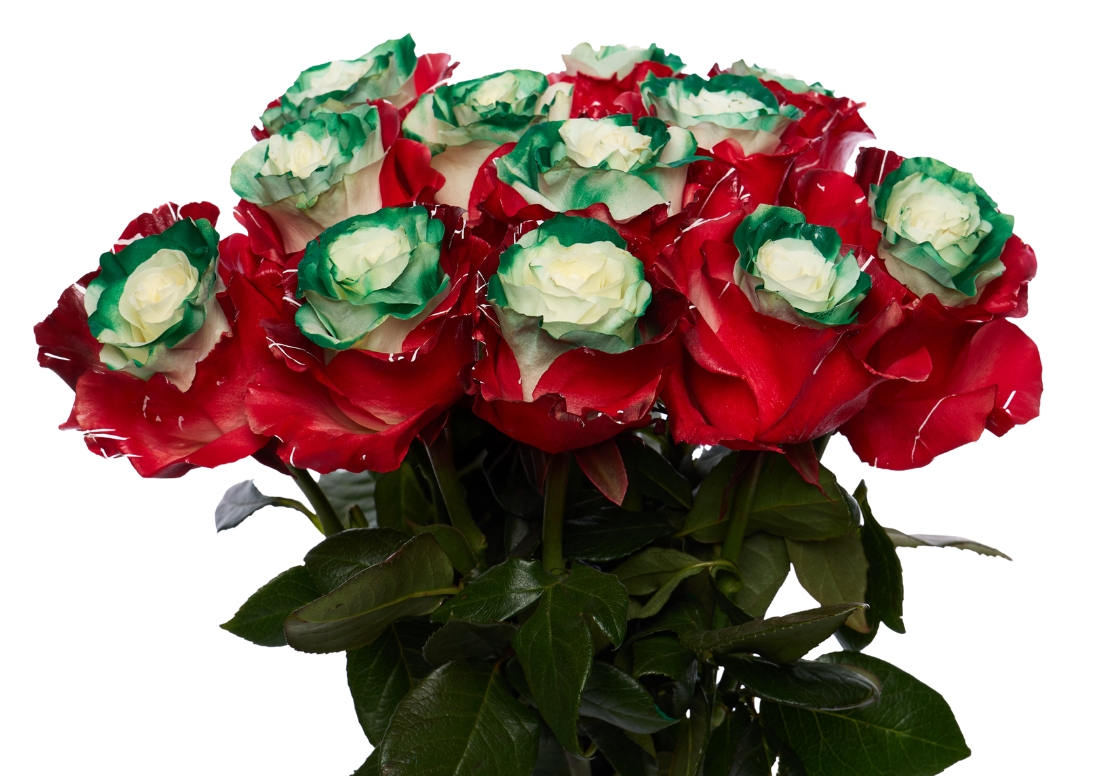 Picasso Christmas 5 bunch1