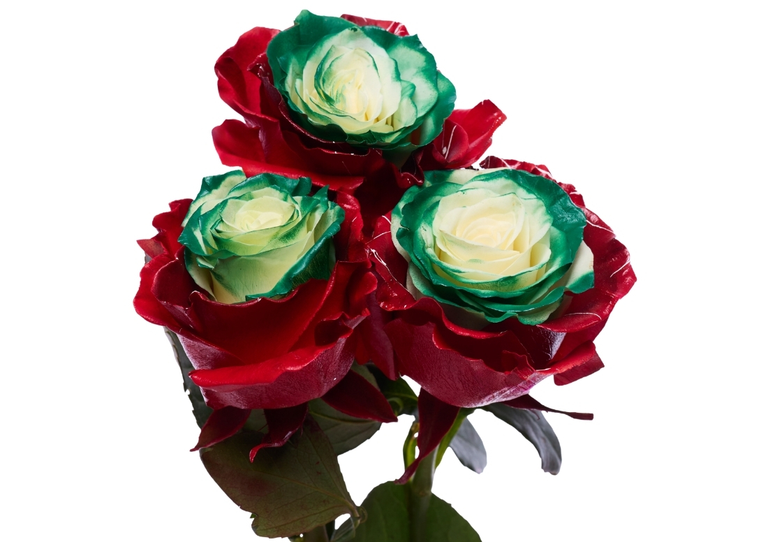 Picasso Christmas 5 stems1