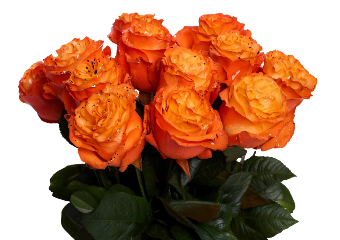 Picasso Pumpkin bunch1