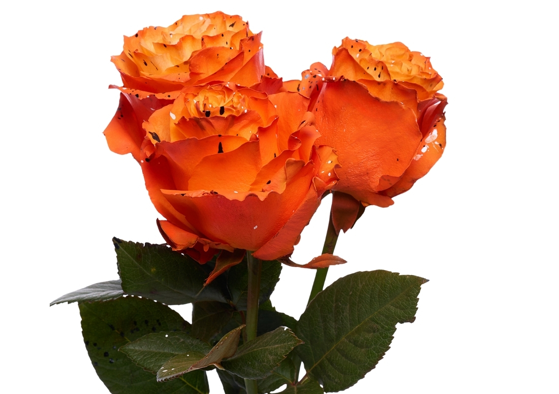 Picasso Pumpkin stems1