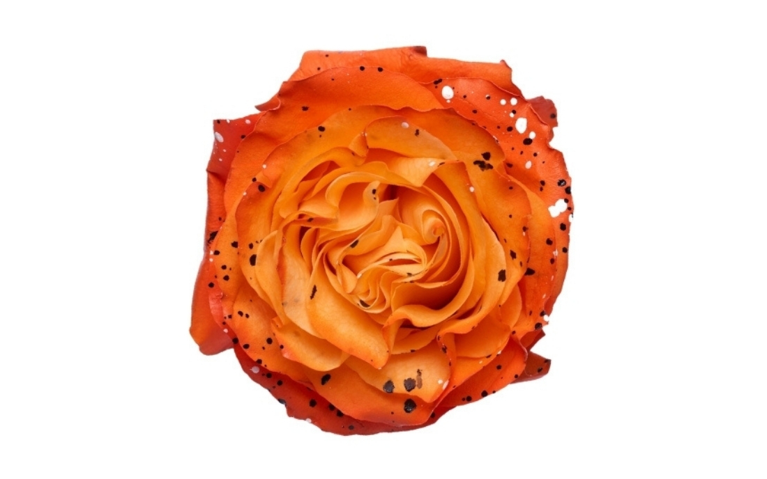 Picasso Pumpkin bunch1