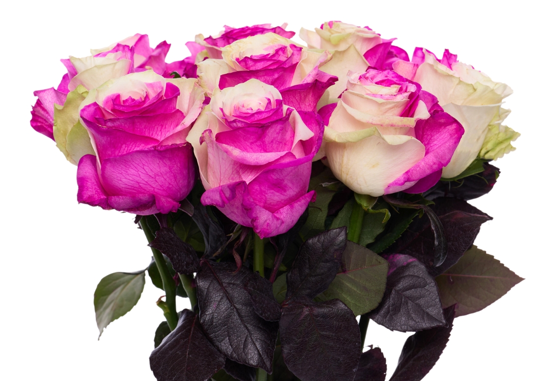 Pink and White Bunch1