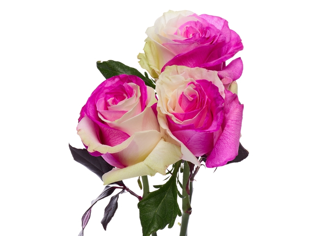 Pink and White stems1