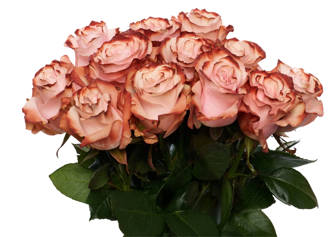 Pink Chocolate bunch1