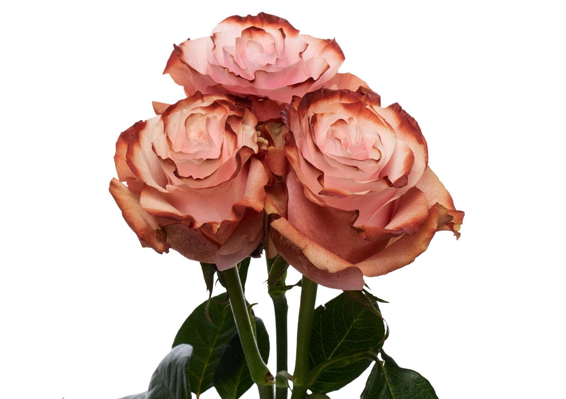 Pink Chocolate stems1