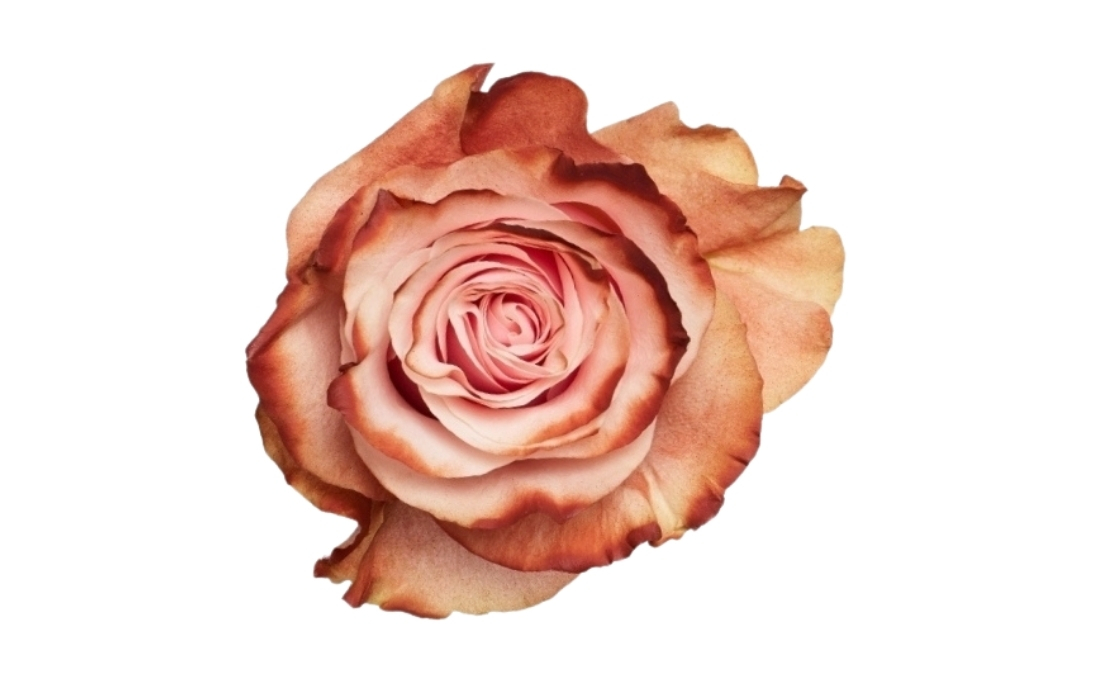 Pink Chocolate bunch1