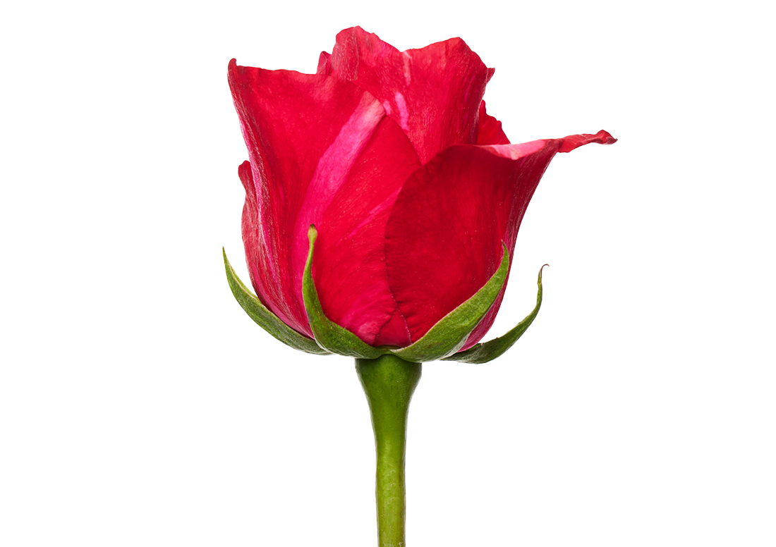 Pink-Puma_1-1100x776