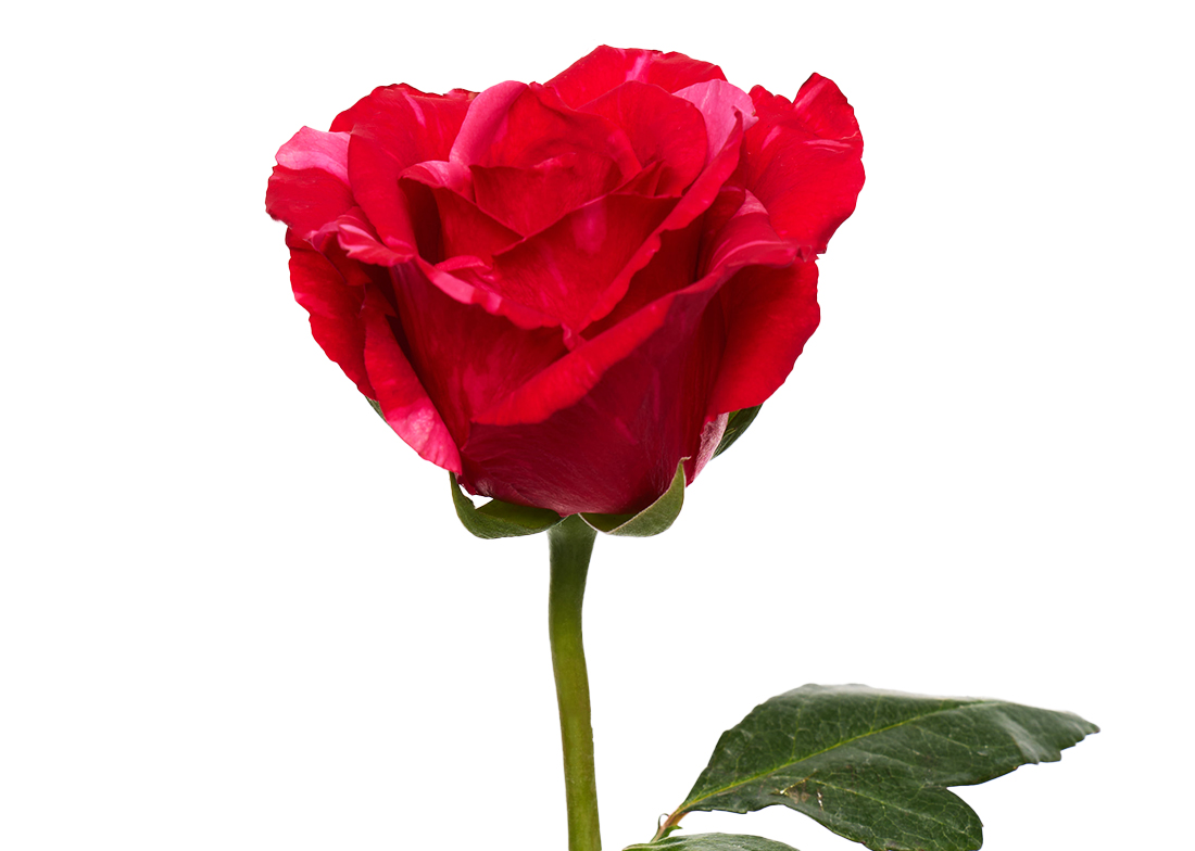 Pink-Puma_2-1100x776