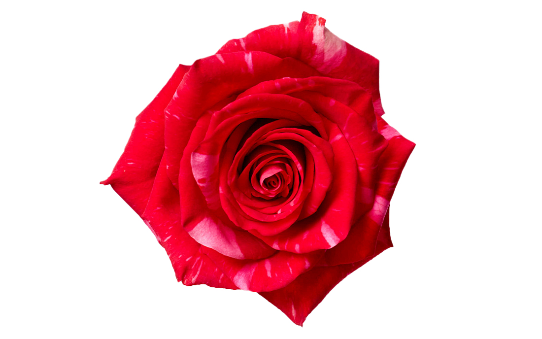 Pink-Puma_2-1100x776