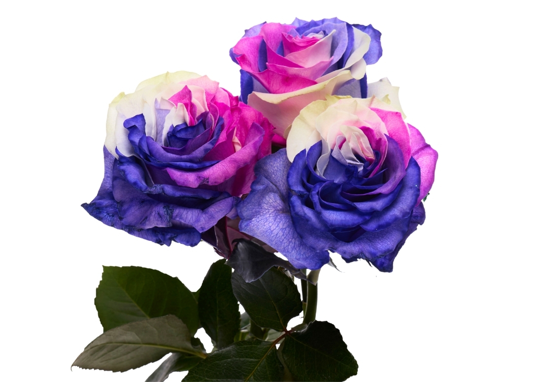 Pink Purple White stems1