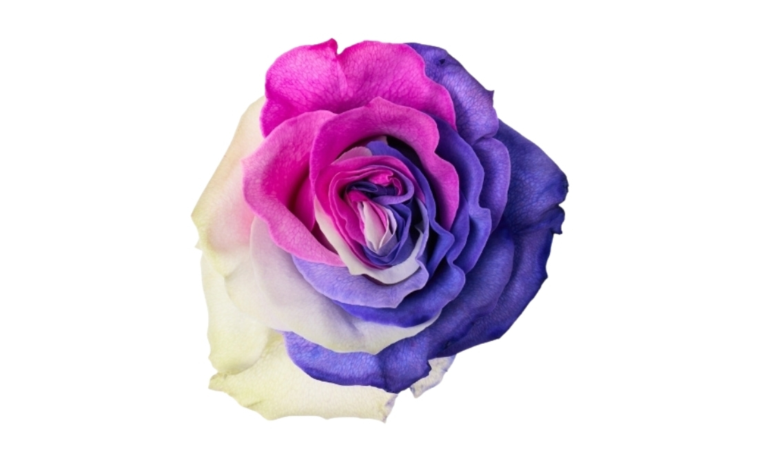 Pink Purple White bunch1