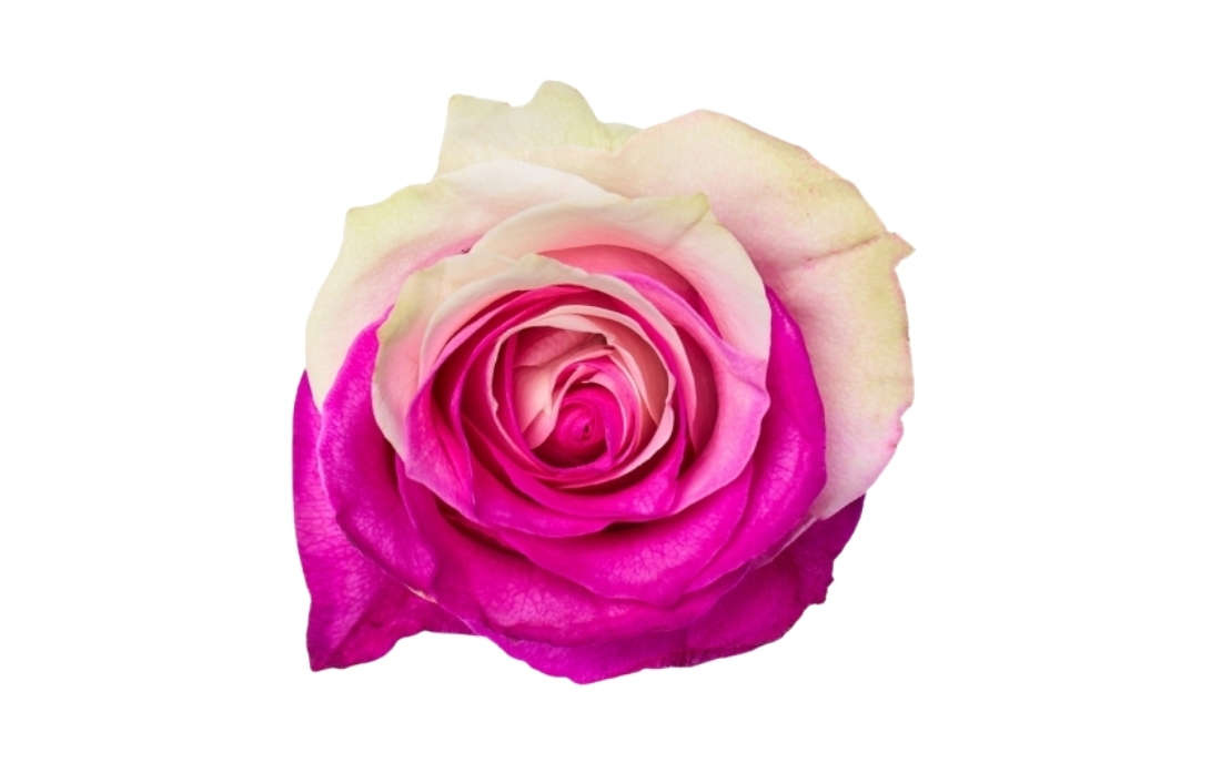 Pink and White Bunch1