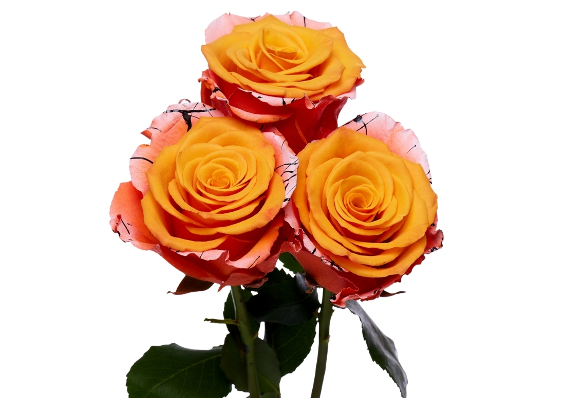 Poisonous Eyeball stems1