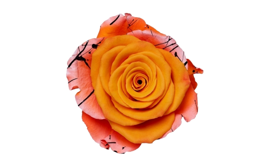 Poisonous Eyeball bunch1