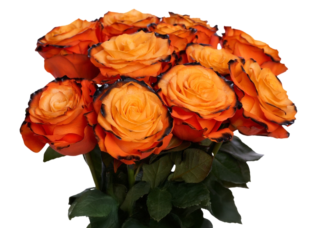 Pumpkin Dark Edge bunch1