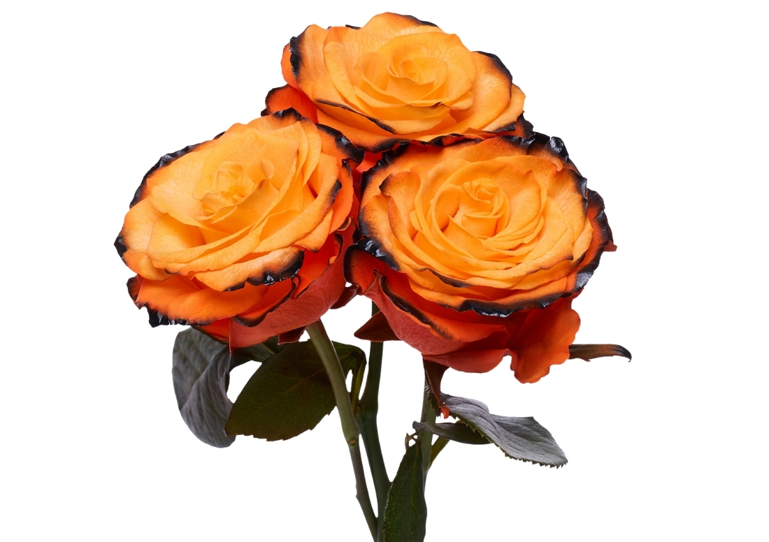 Pumpkin Dark Edge stems1