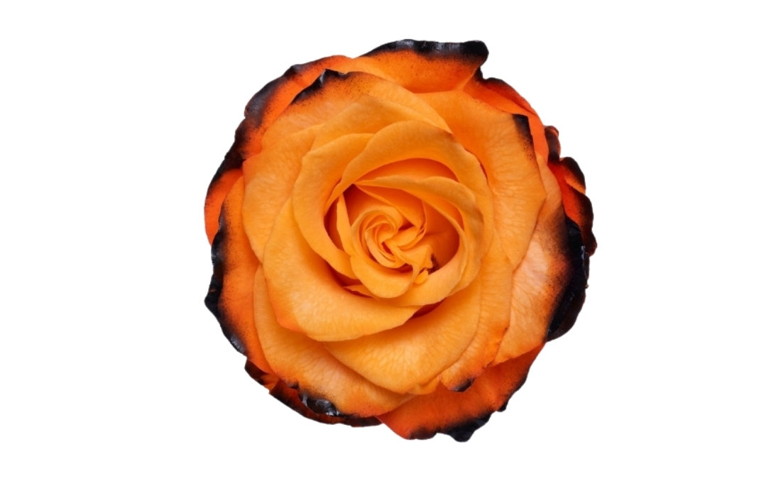 Pumpkin Dark Edge bunch1