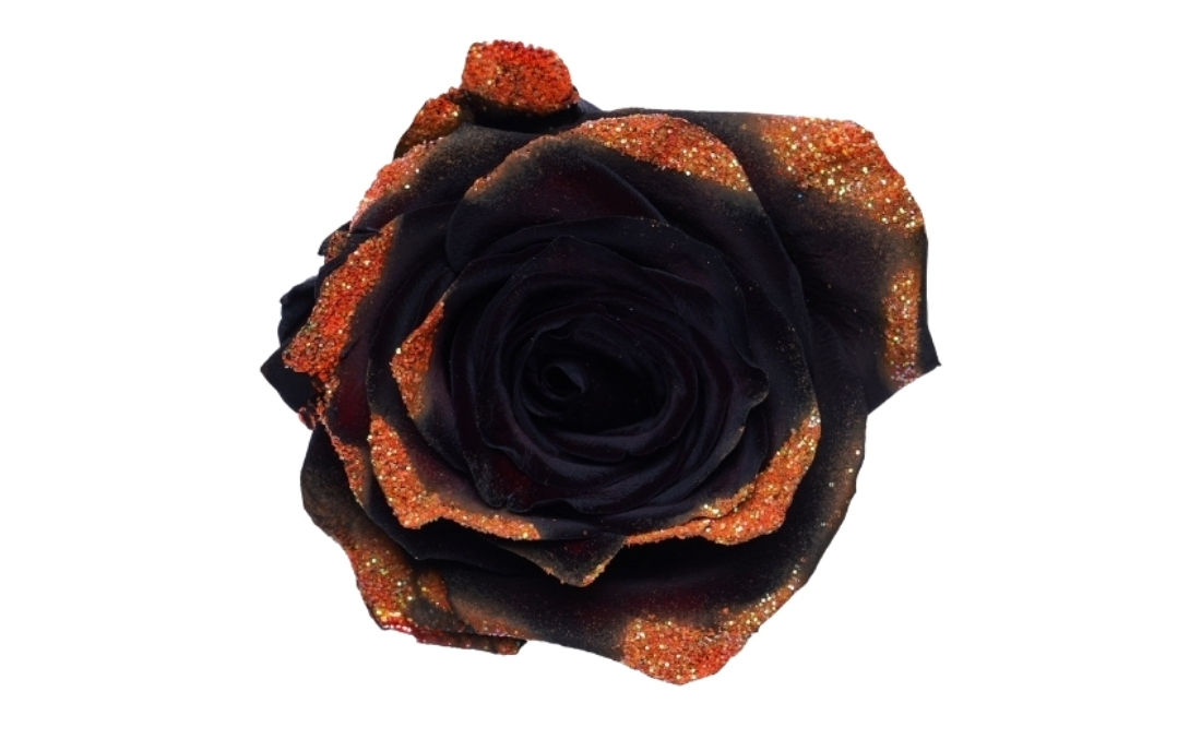 Pumpkin Night bunch1