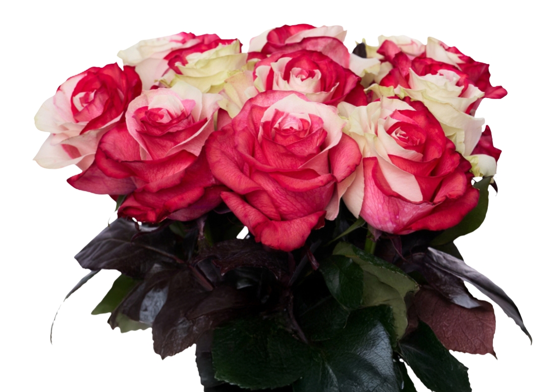 Red and White Bunch1