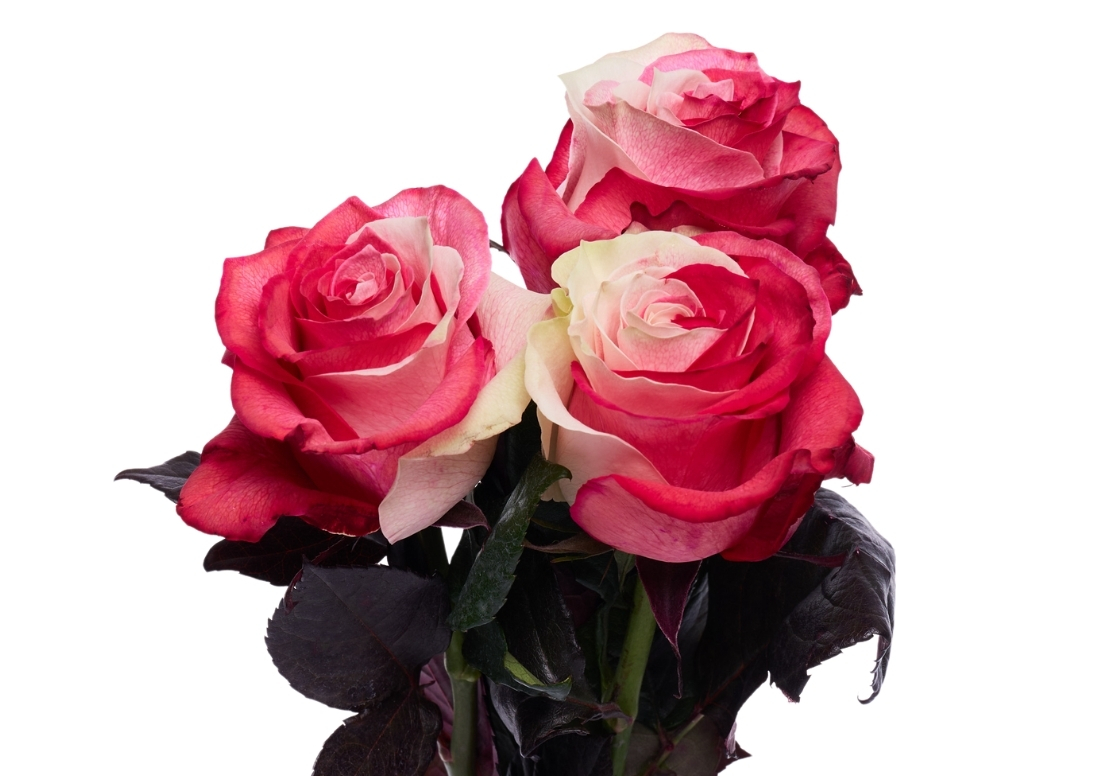 Red and White stems1