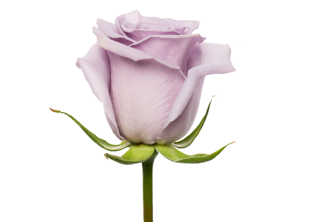 Shocking-Blue_1-1100x776