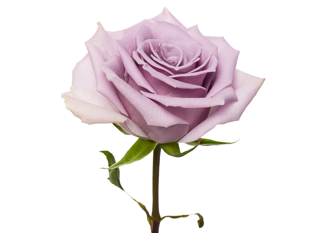 Shocking-Blue_2-1100x776