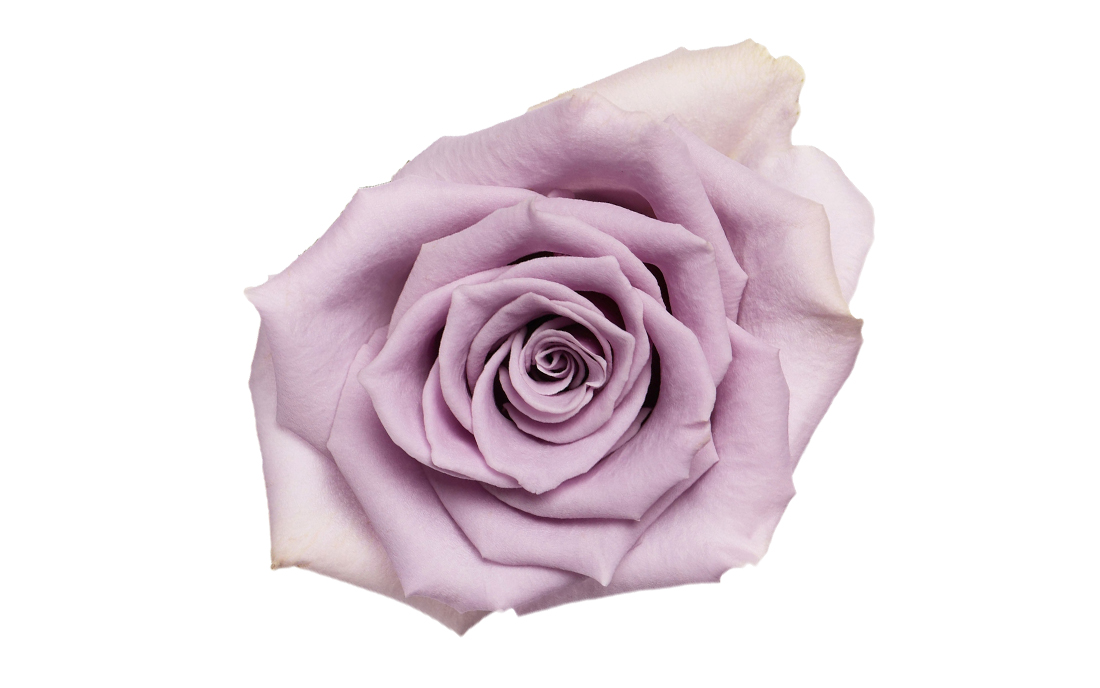 Shocking-Blue_2-1100x776